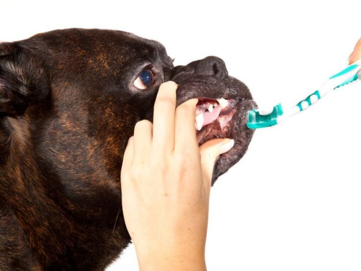 brosser les dents de son chien