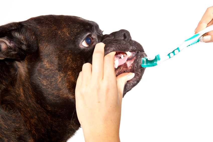 brosser les dents de son chien