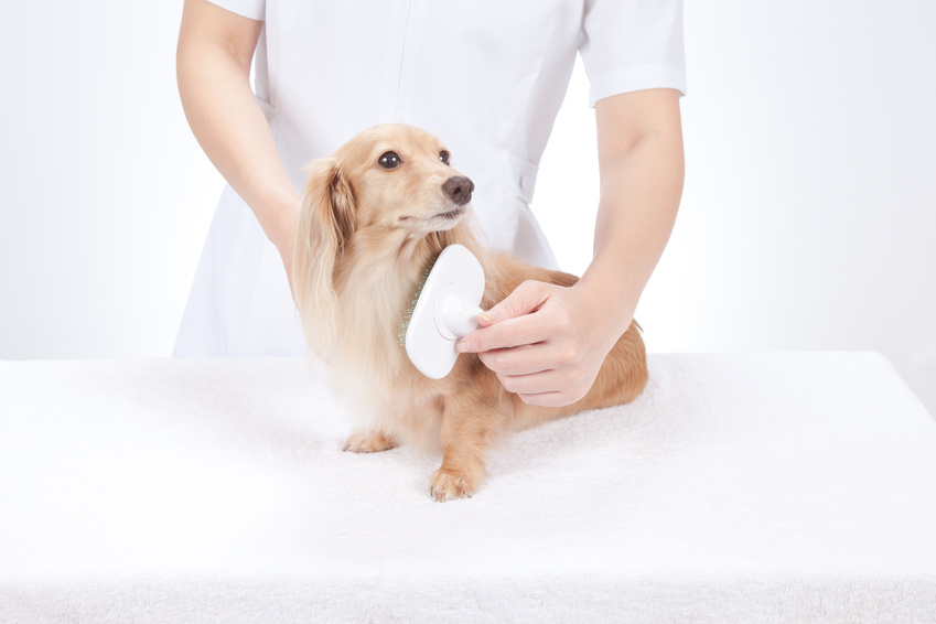 Brosse chien à tiges métalliques