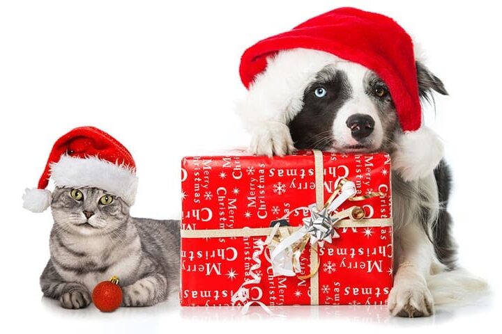 cadeau de noel pour chien chat