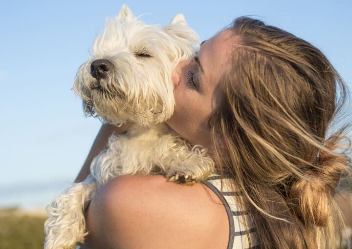 chaleur ete chien chat