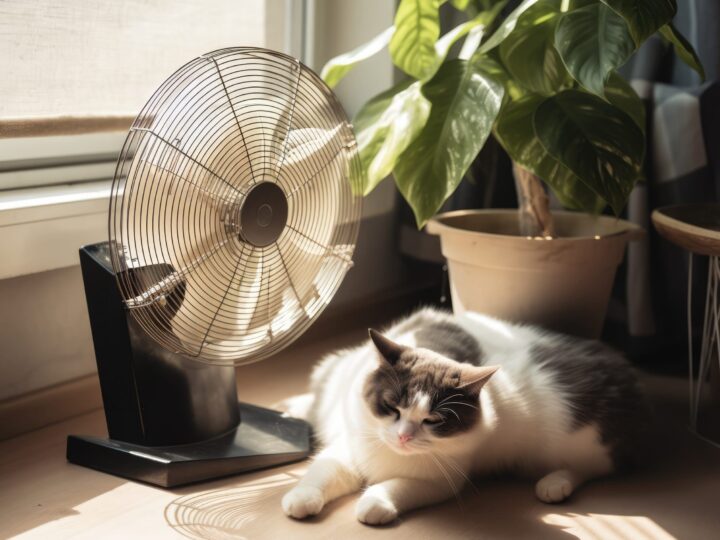 chat air frais ventilateur