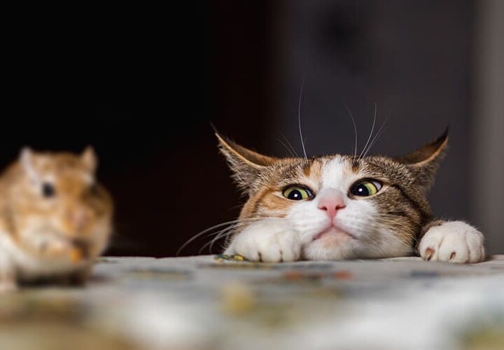 chat chasseur de souris