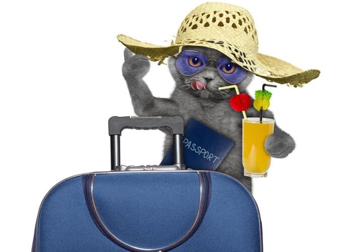 chat en vacances