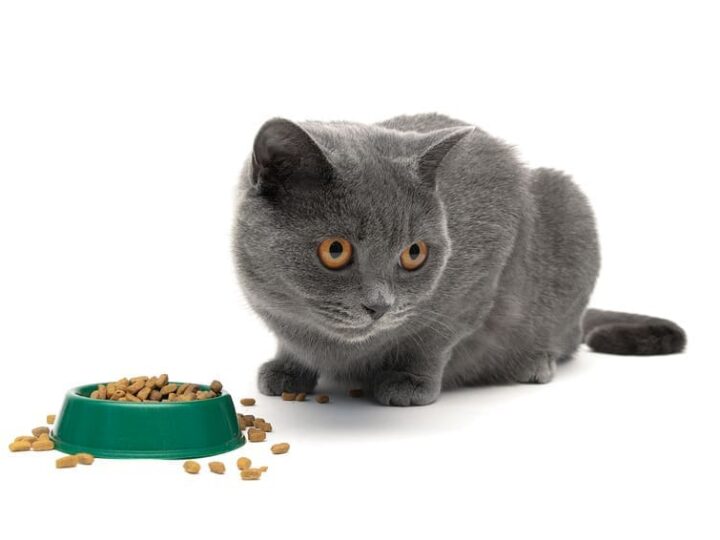 Chat devant son bol de croquette, refusant de manger