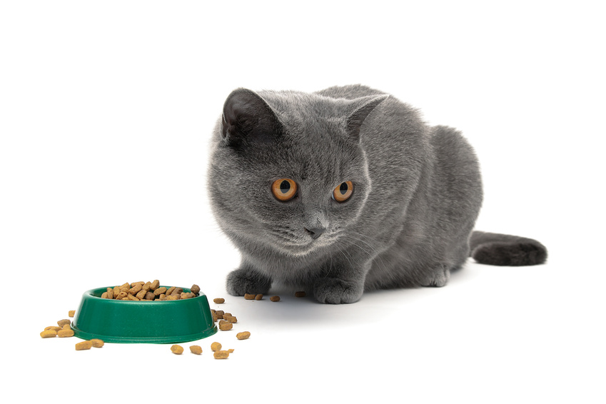 Chat devant son bol de croquette, refusant de manger