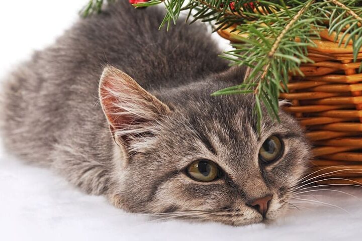 chat sapin de noel