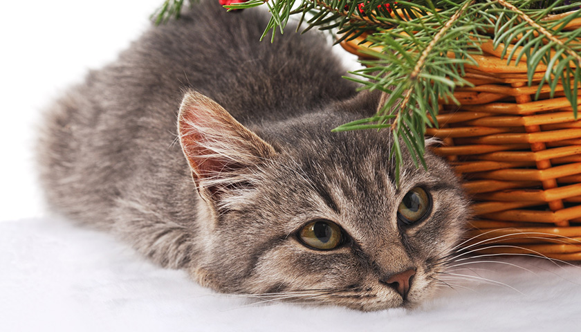 Décoration de noël chat accroché à sa boule.