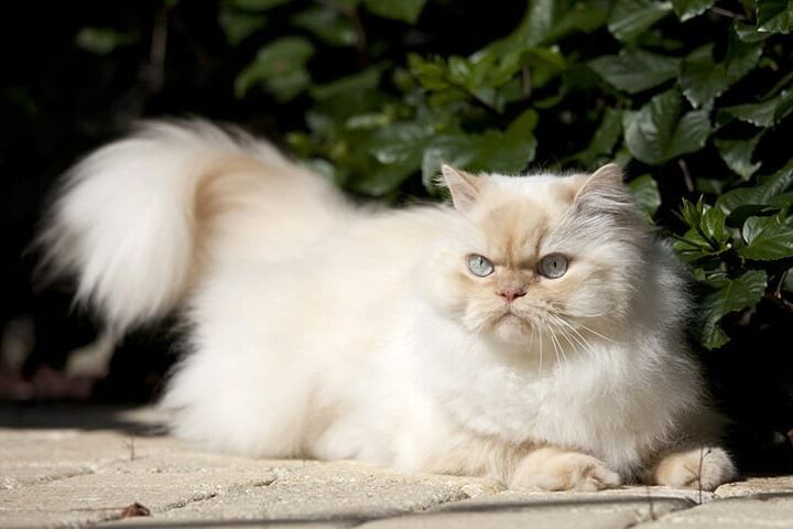 chat sauvage pas sociable