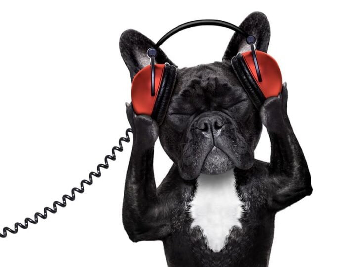 chien chat musique actualite1