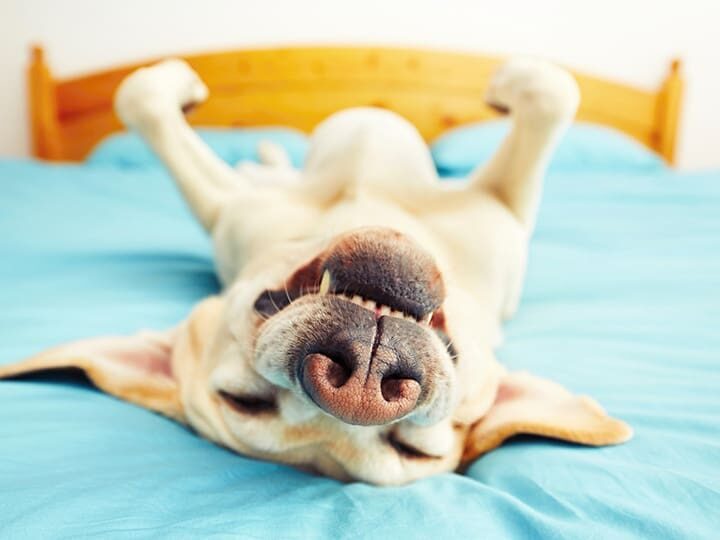 chien heureux maitre