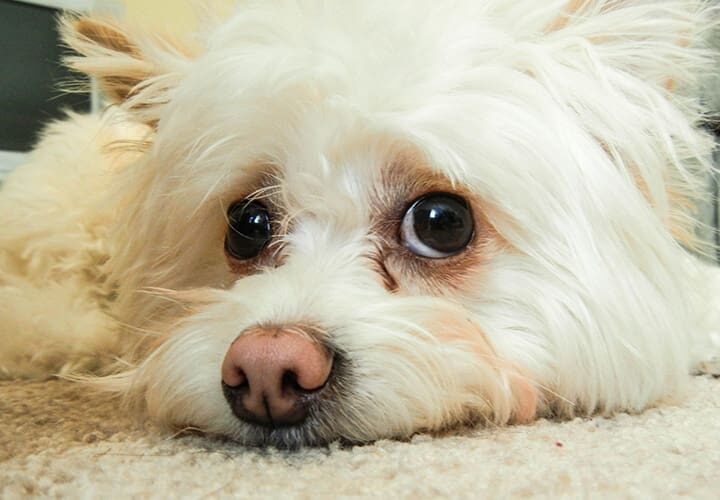 chien hypoallergenique allergie