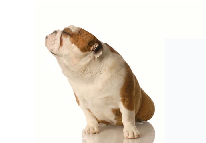 chien jaloux que faire