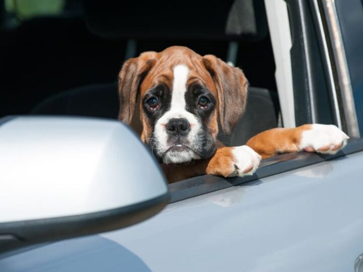 chien malade en voiture