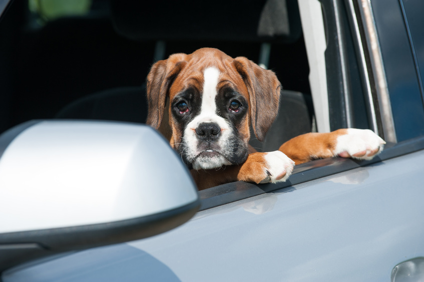 chien malade en voiture