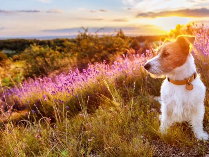 chien mignon assis dans un champ fleurs de lavande en été