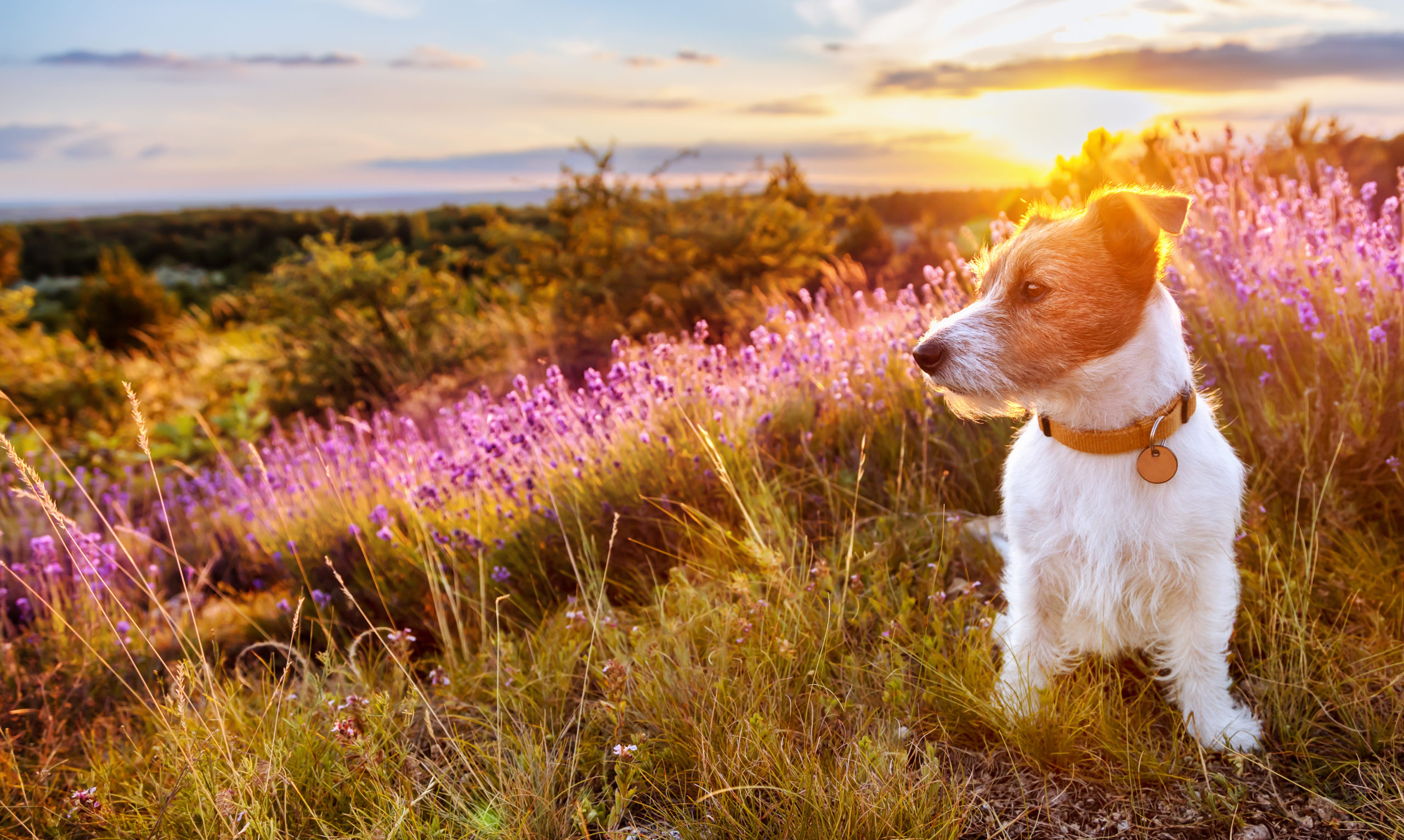 chien mignon assis dans un champ fleurs de lavande en été