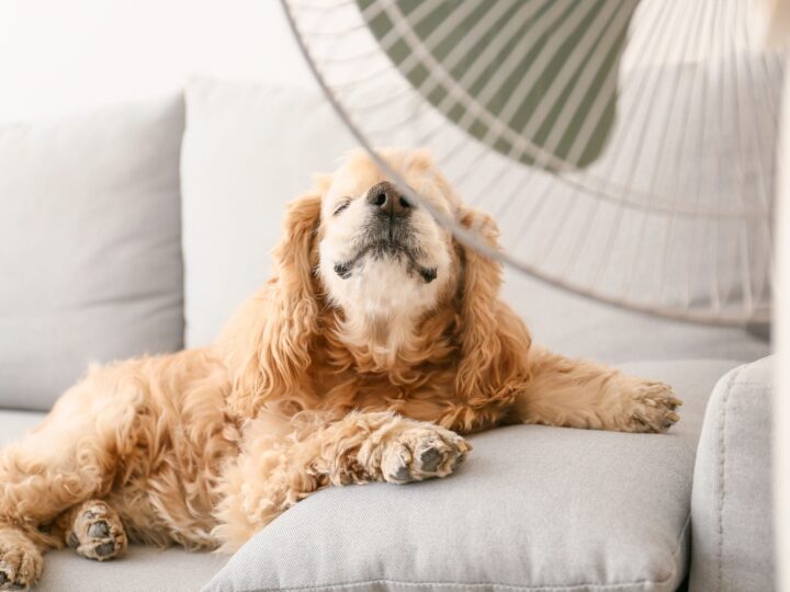 chien ventilateur air frais ete