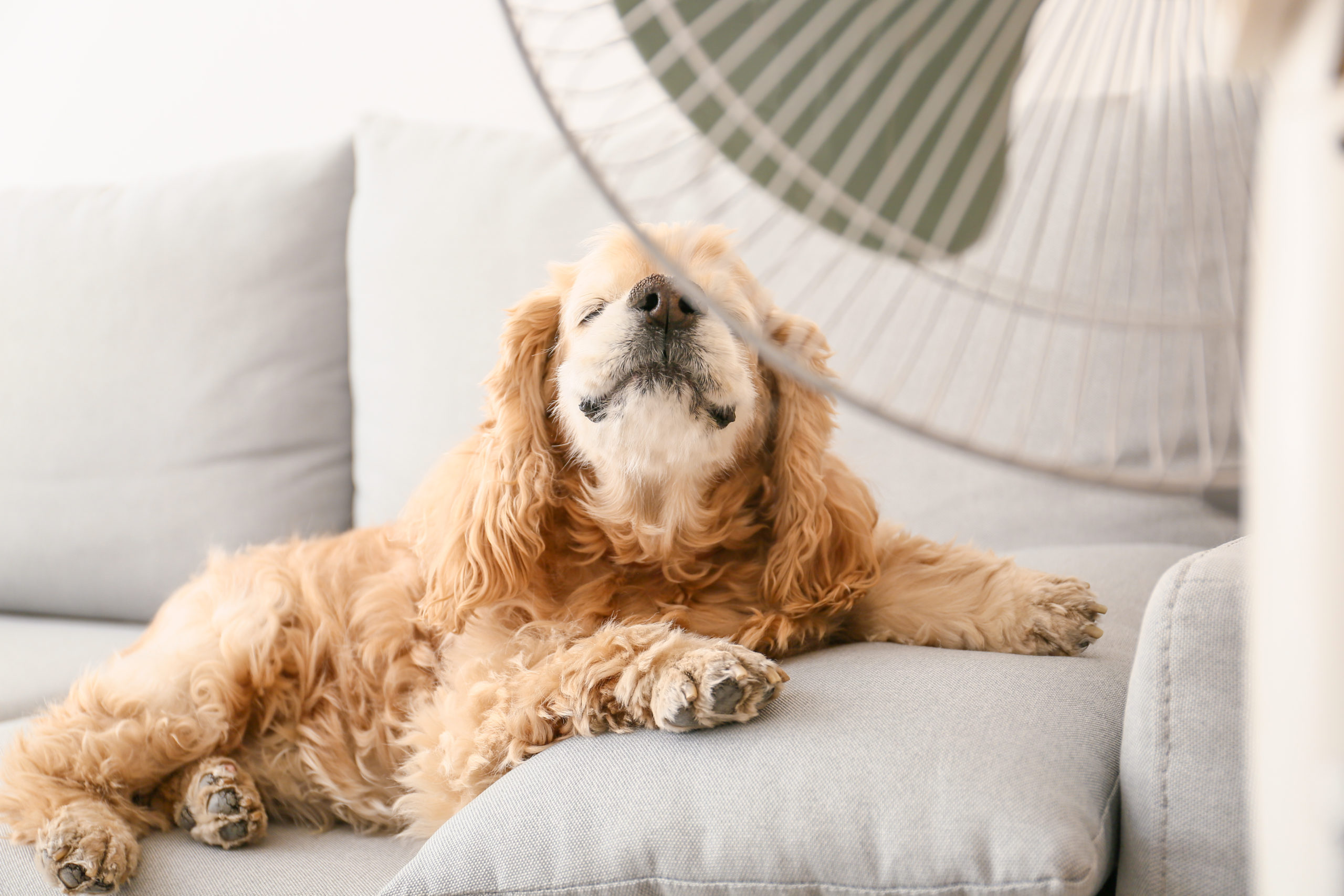 chien ventilateur air frais ete