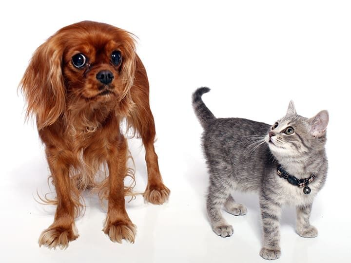 chien vs chat intelligent