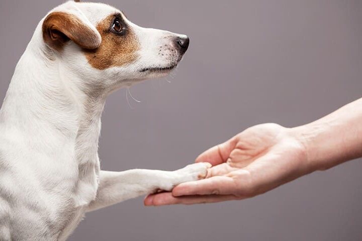 Chien qui donne la patte