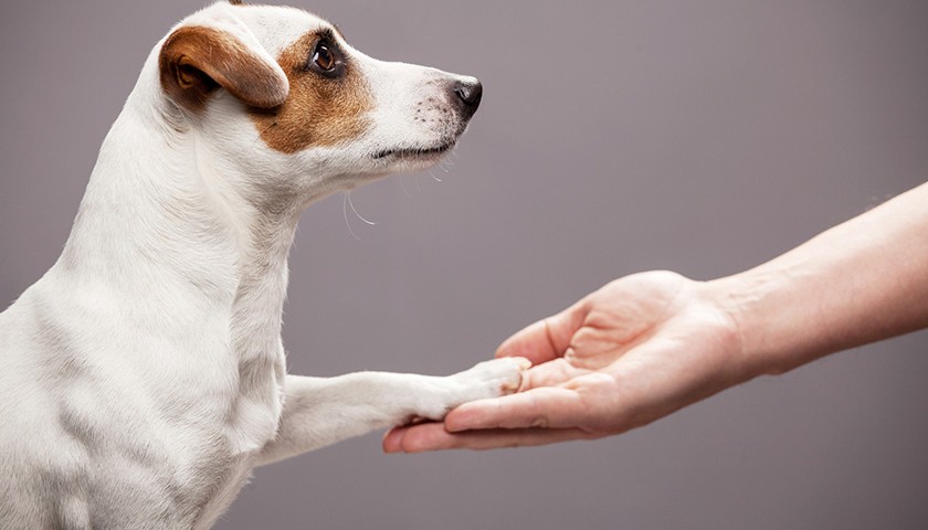 Chien qui donne la patte