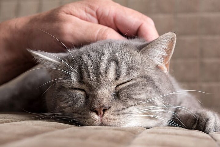 comment caresser un chat