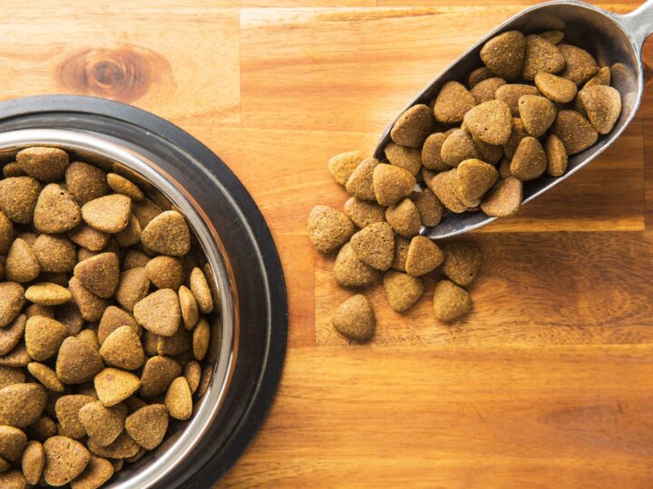 comment nourrir son chien
