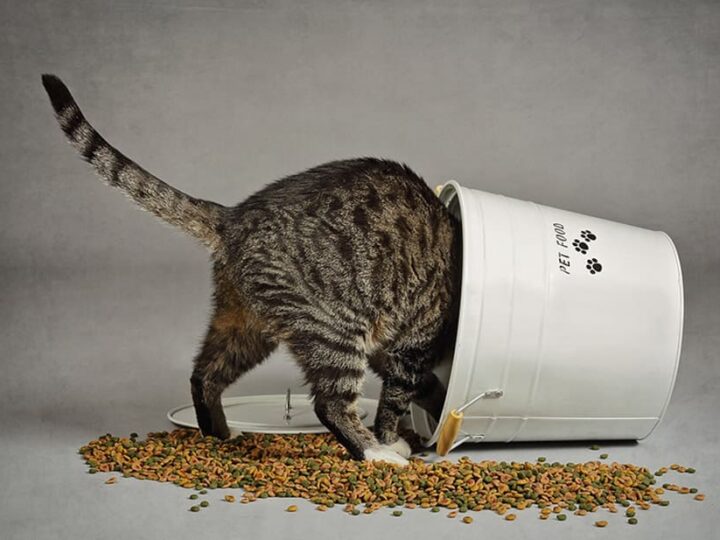 Chat qui cherche des croquettes au fond d'un seau