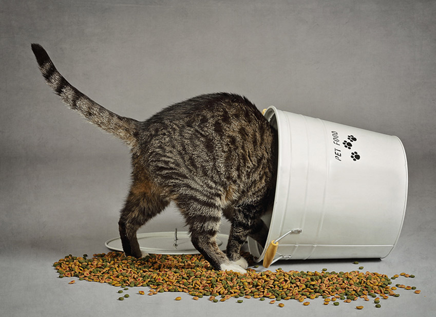 Chat qui cherche des croquettes au fond d'un seau