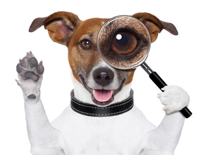 assurance sante animal