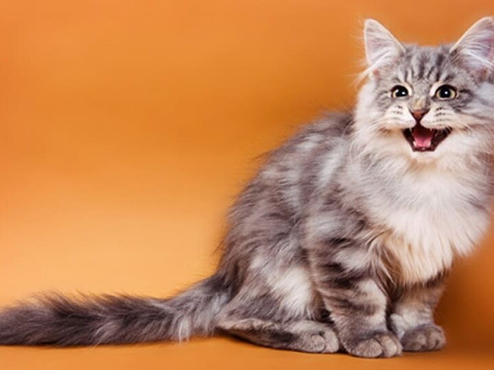 comportement miaulement chat