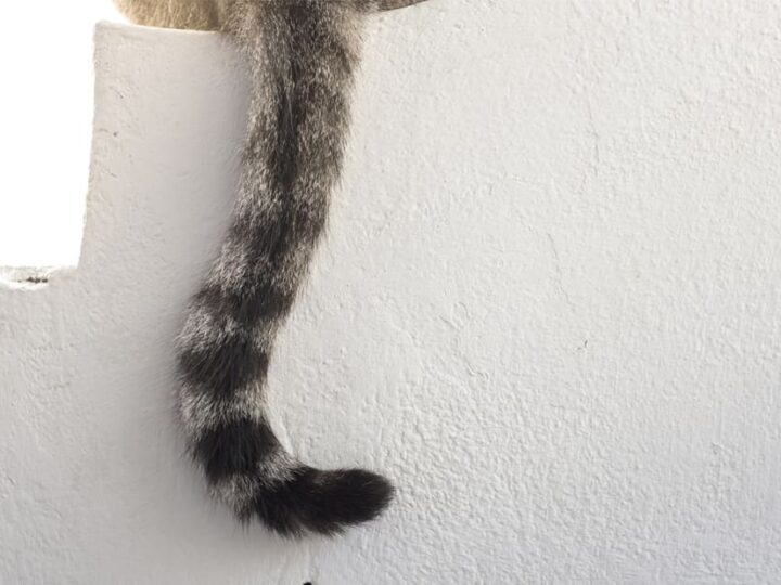 comprendre son chat queue