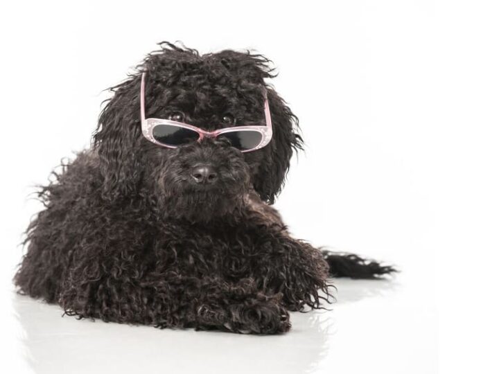 coup de chaleur chien