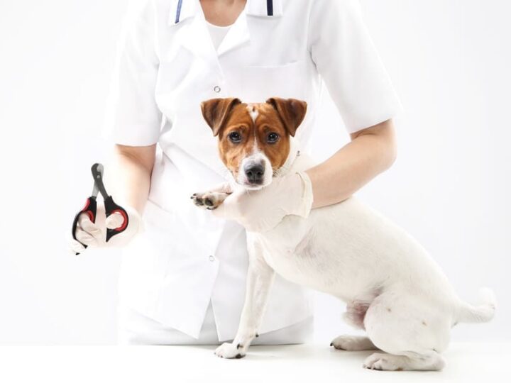 couper griffe chien