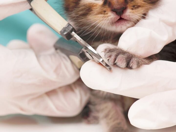 couper griffes chat entretien