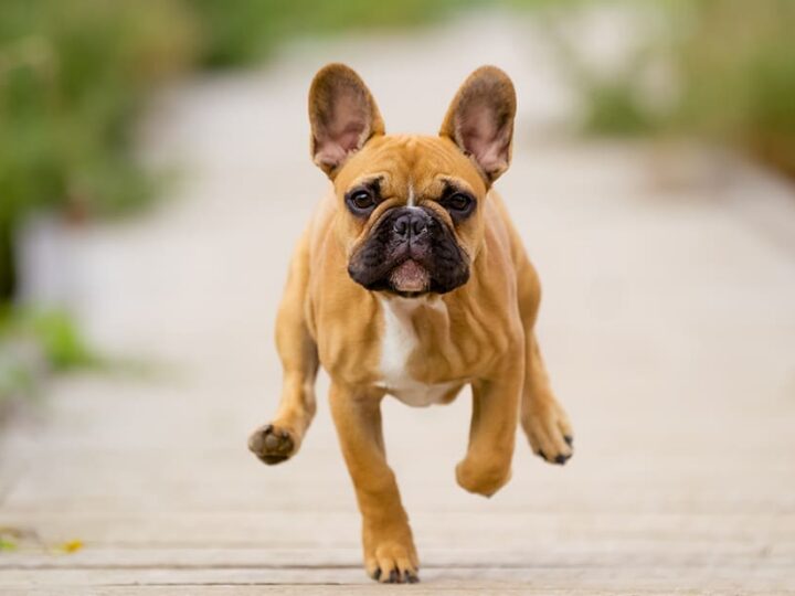 courir sortir chien accident