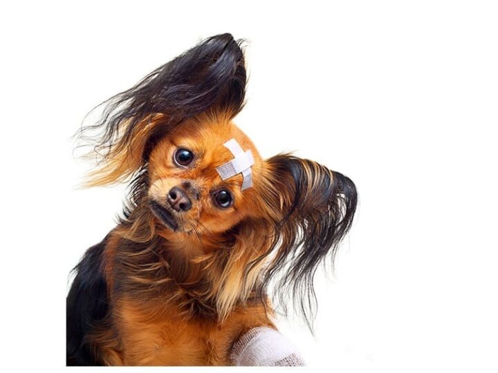 danger domestique chien