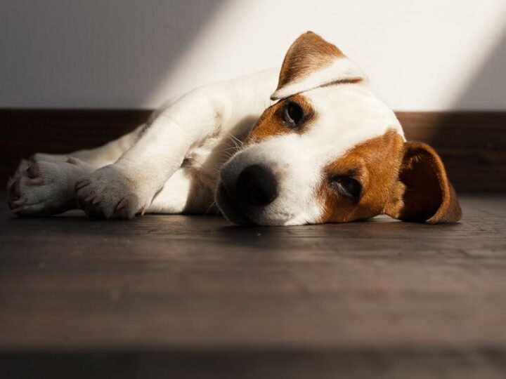 demodecie chien sante