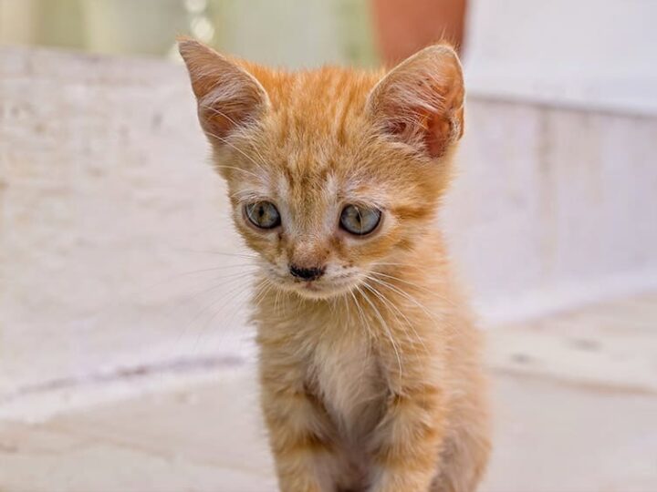 depression du chat