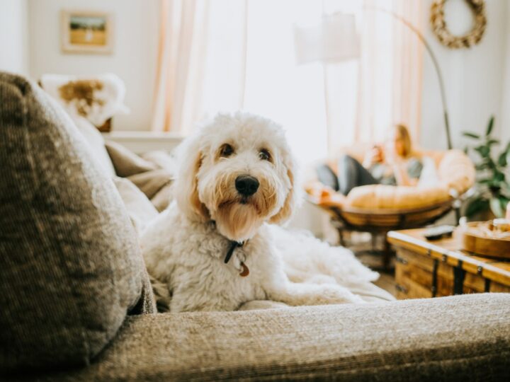 diabete chien