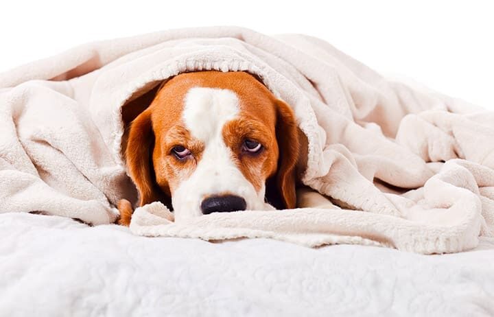 eczema chien sante