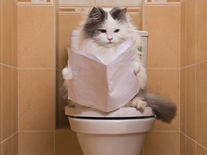 education chat aux toilettes