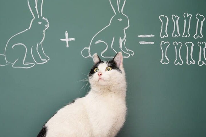 education du chat