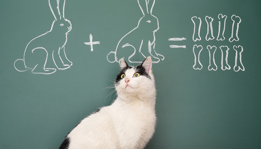 education du chat