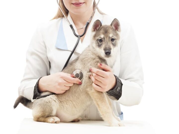prendre soin de son chiot