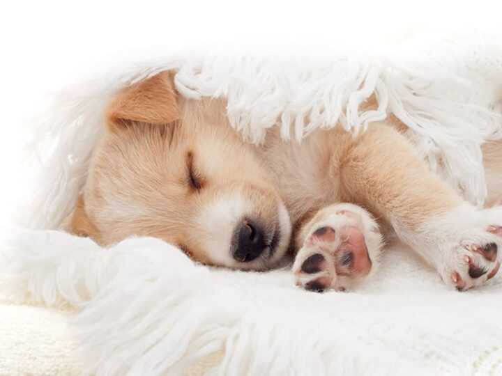 epilepsie chien