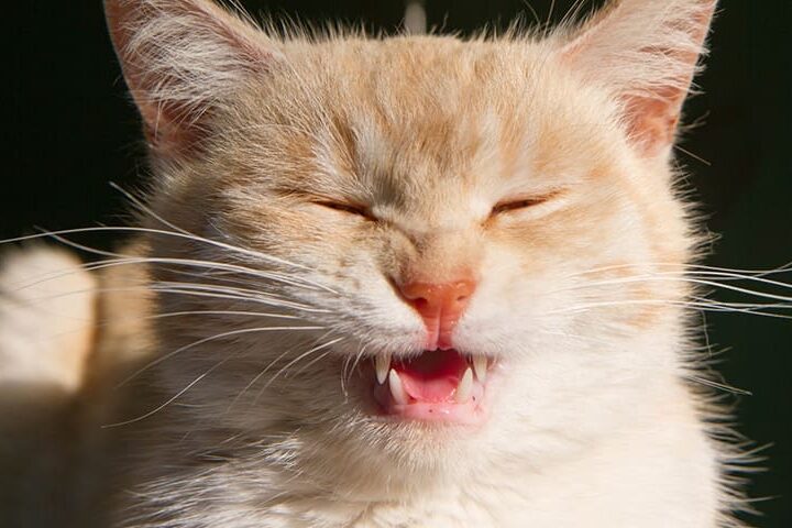 eternuement chat sante