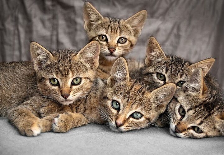 faire reproduire son chat
