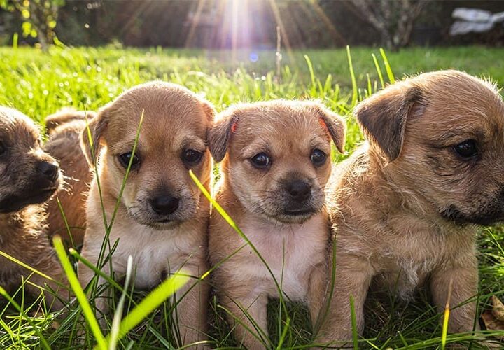 Chiots alignés sur la pelouse